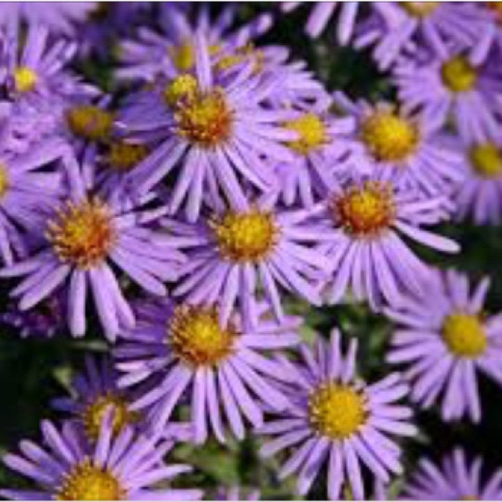 Meet your Posher, Nora